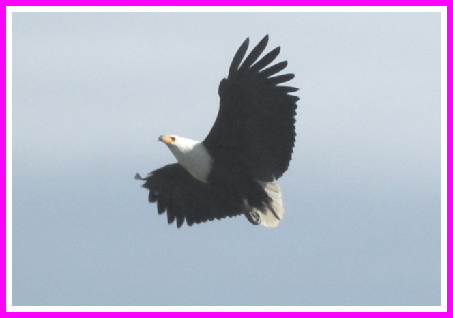 website graphics 3 main EAGLE